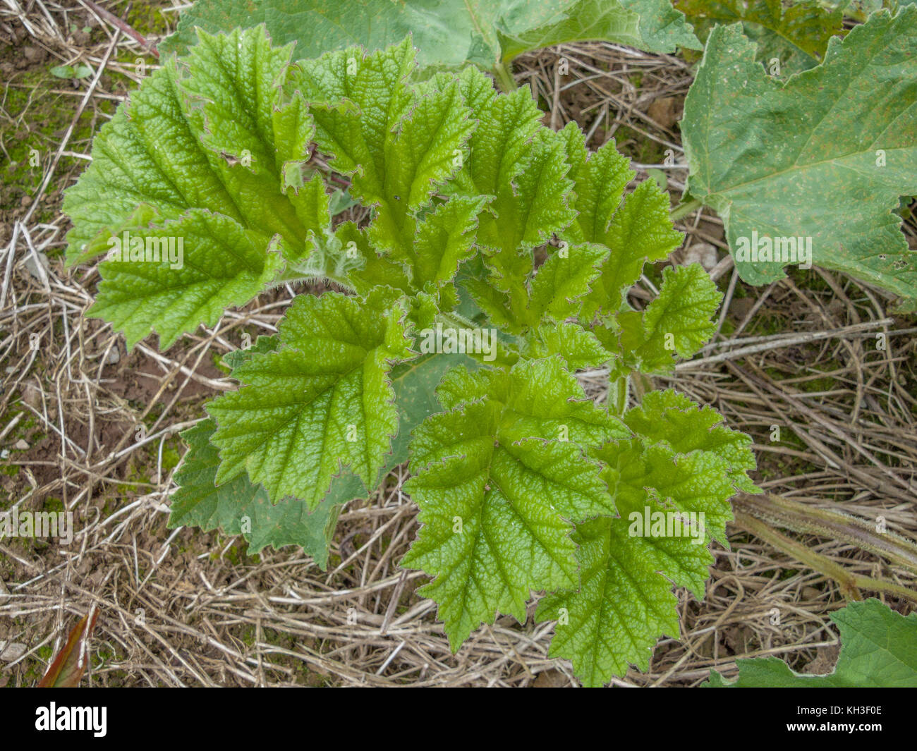 Young leaflet of Hogweed / Cow Parsnip / Heracleum sphondylium. This is the plant which cases skin burns when the sap gets on skin in sunshine. Stock Photo