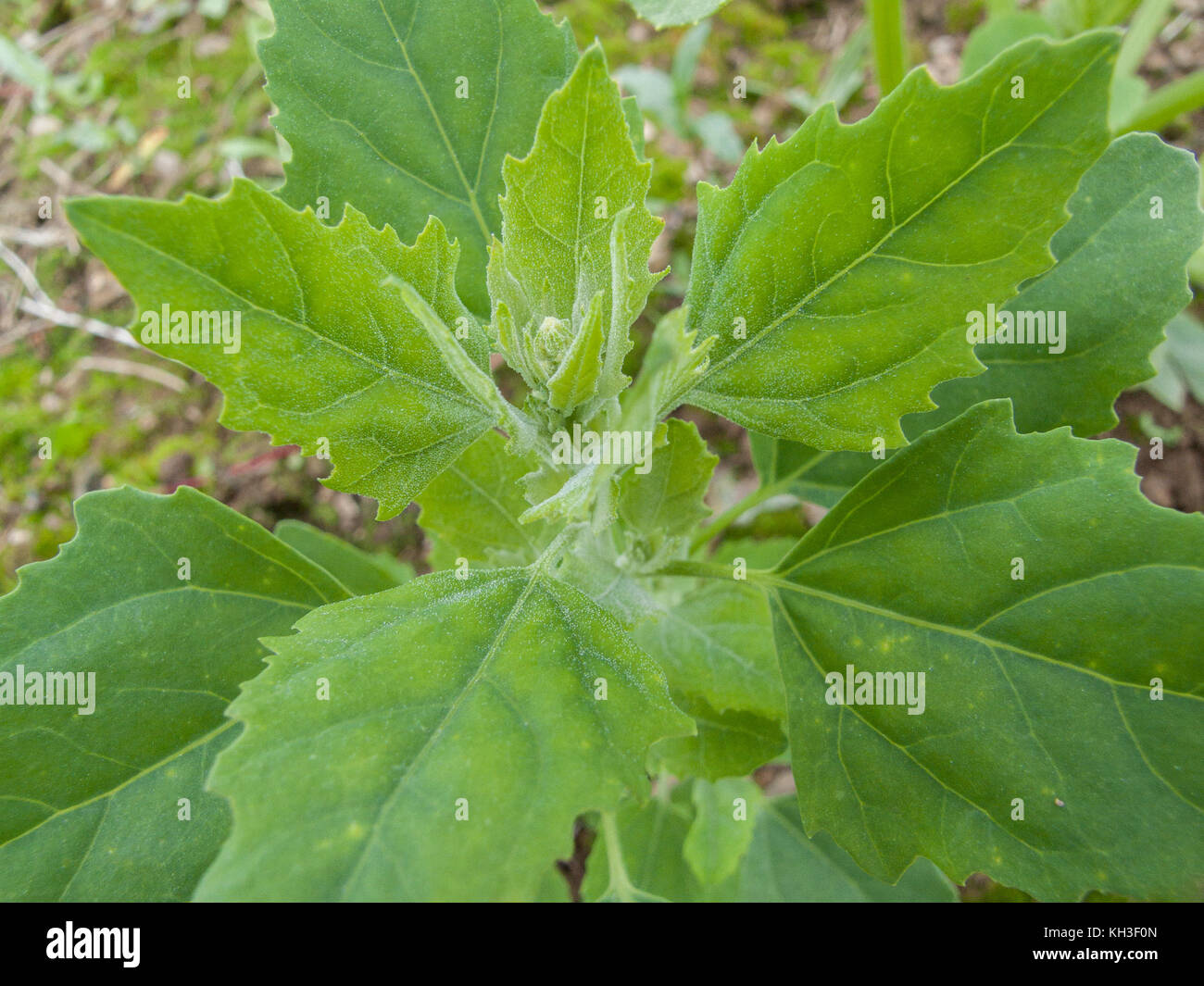 Foliage leaves of Fat-Hen / Chenopodium album - an agricultural weed that is edible and was once regularly used as food. Now a foraged wild food. Stock Photo