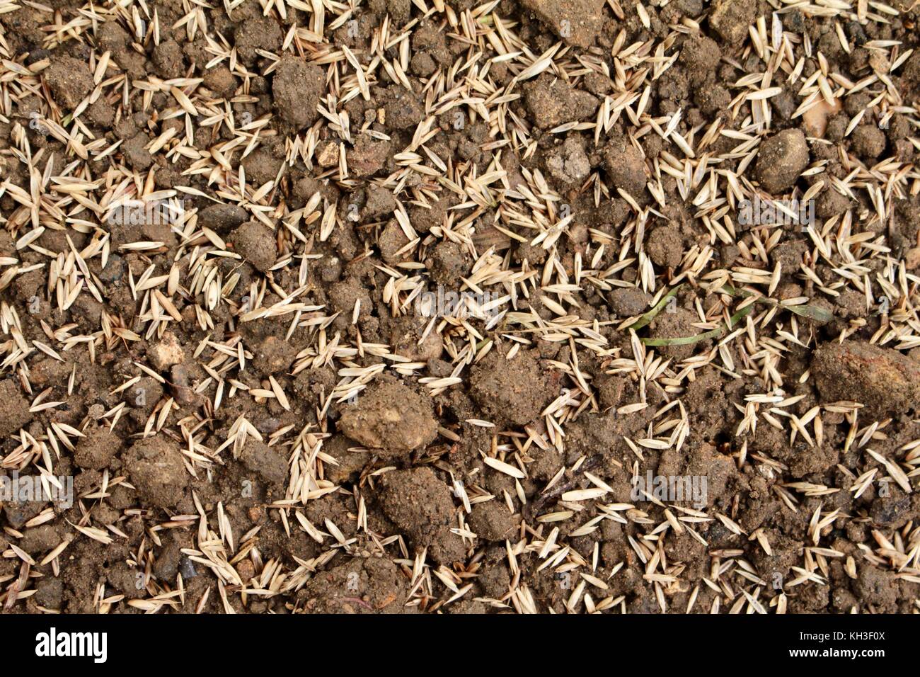 Close up of newly sown grass seeds on bare earth Stock Photo Alamy