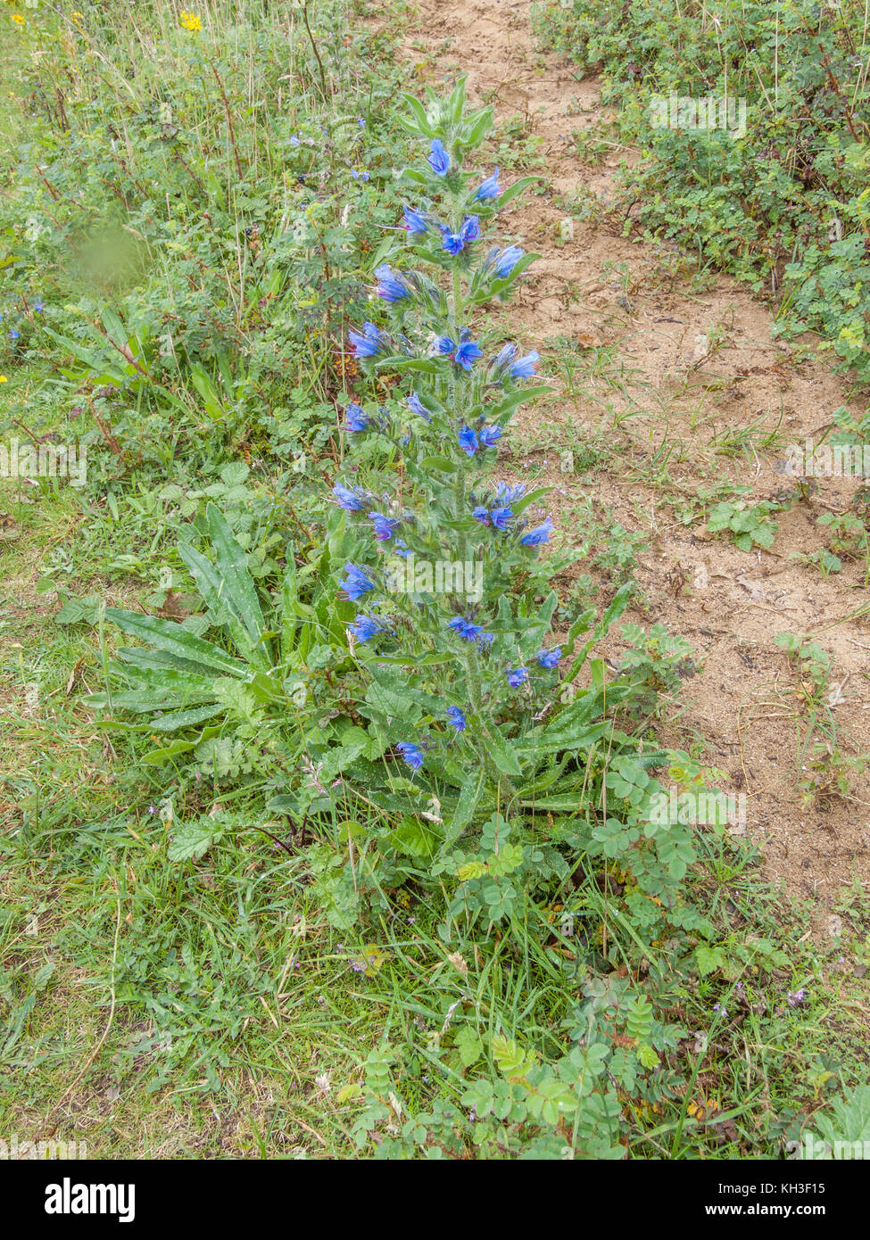 Flowering specimen of Viper's-bugloss / Echium vulgare growing in sandy soil. Medicinal plant once used in herbal remedies. Stock Photo