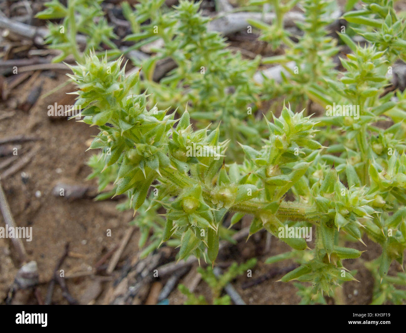 Prickly foliage of Prickly Saltwort / Salsola kali. Soda ash from this plant was once used for making glass. Stock Photo