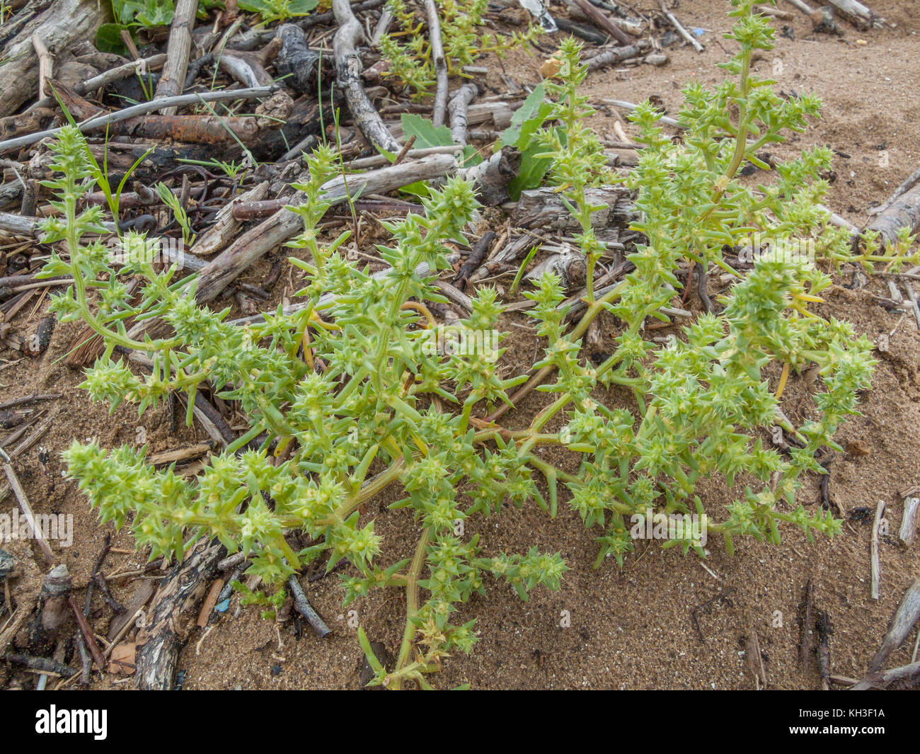 Prickly foliage of Prickly Saltwort / Salsola kali. Soda ash from this plant was once used for making glass. Stock Photo