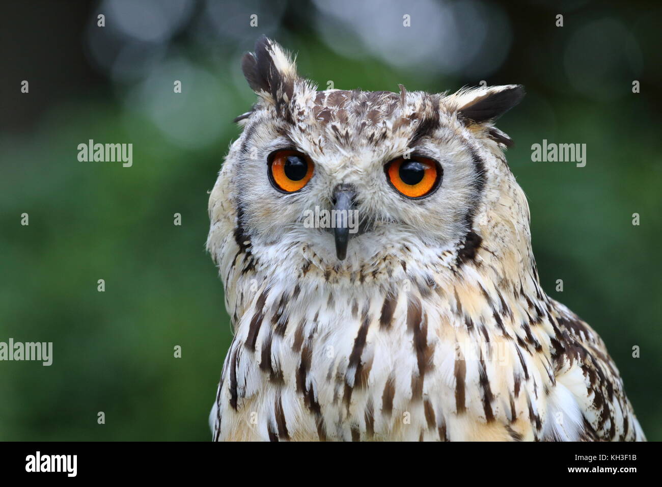 The eyes have it! Eurasian eagle-owl, bubo bubo, Walworth castle birds of prey; Darlington. UK Stock Photo