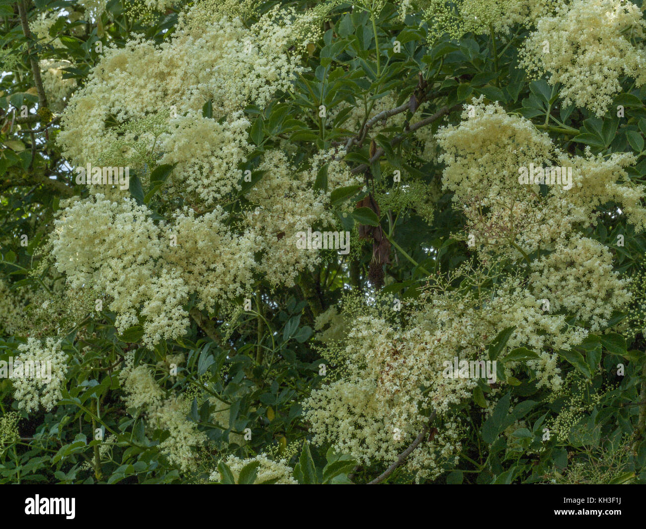 Masses of flowers of the Common Elder / Sambucus nigra. Stock Photo
