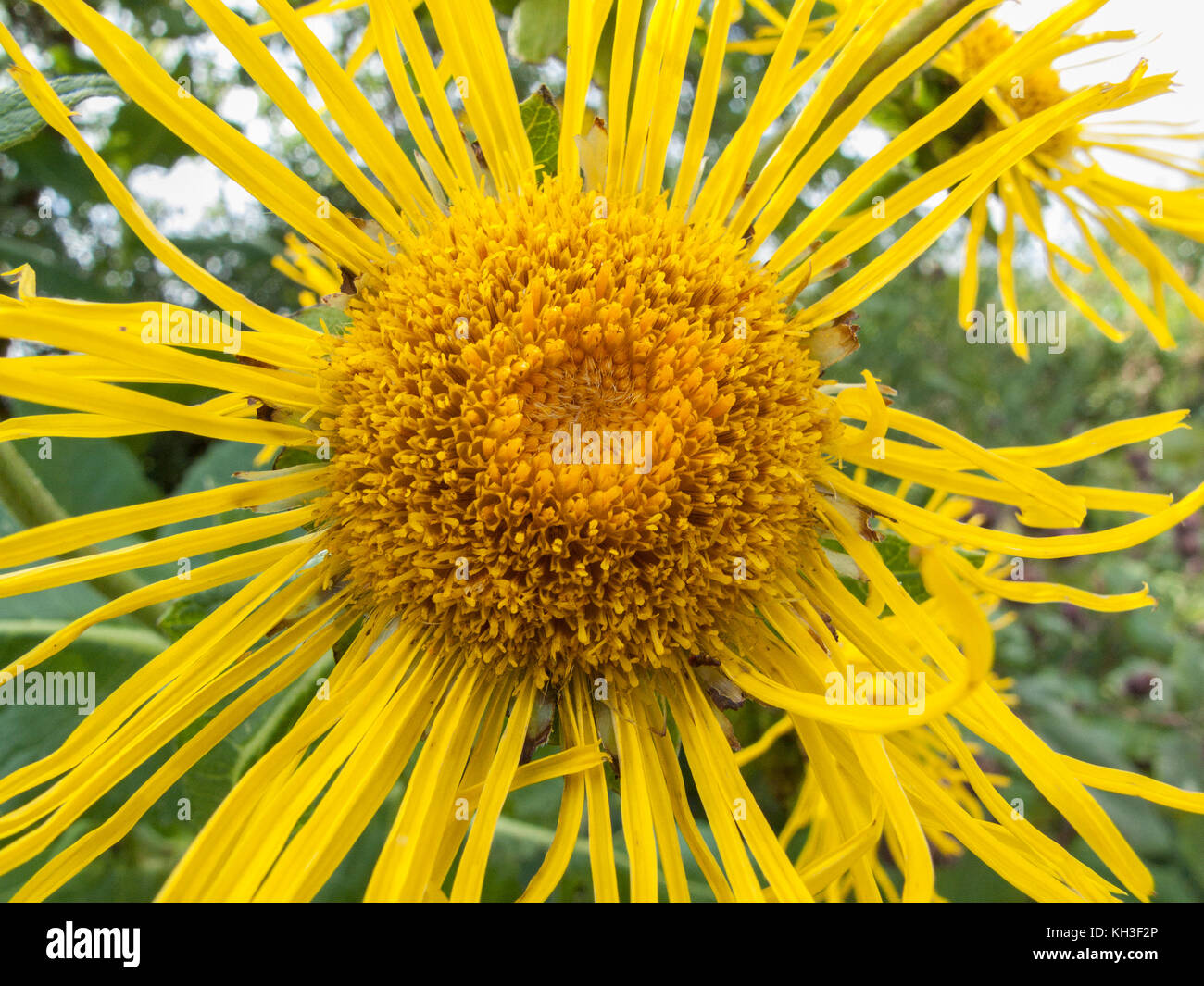 Yellow flower of the herbal / medicinal plant Elecampane / Inula helenium. Once used in herbal remedies, particularly for coughs & chest complaints. Stock Photo