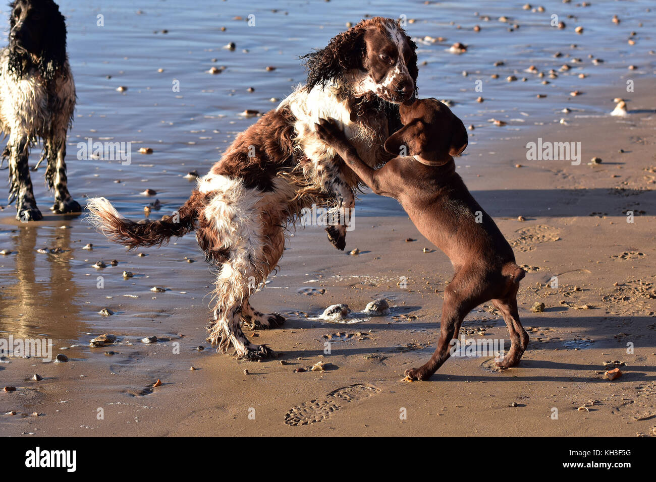 A labradinger or springador puppy playing at fighting with a springer ...
