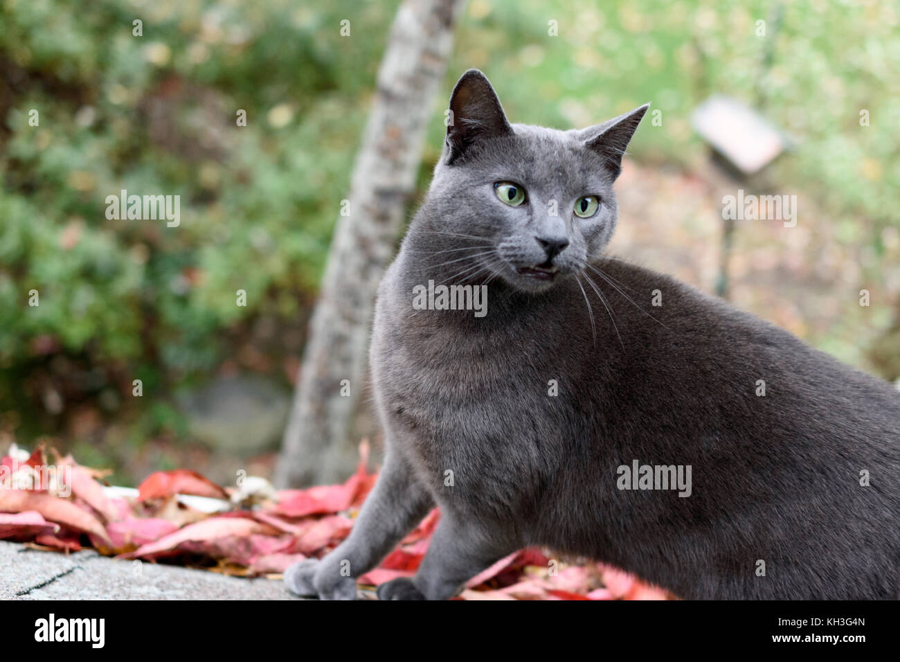 A Russian Blue cat on a roof near a rain gutter filled with colorful leaves looking into a window. Stock Photo