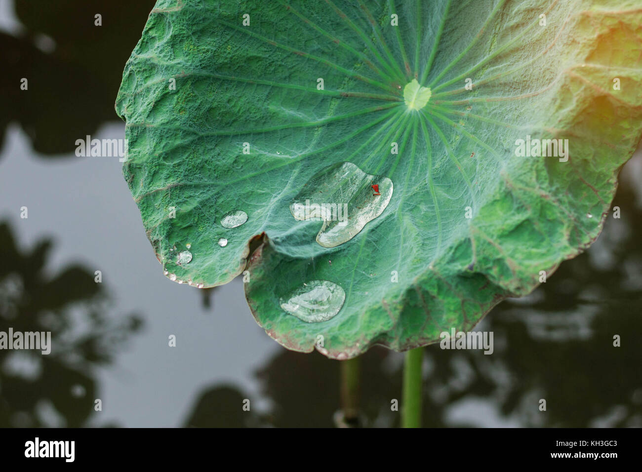 Drops of water after rain on lotus leaves in pond Stock Photo Alamy