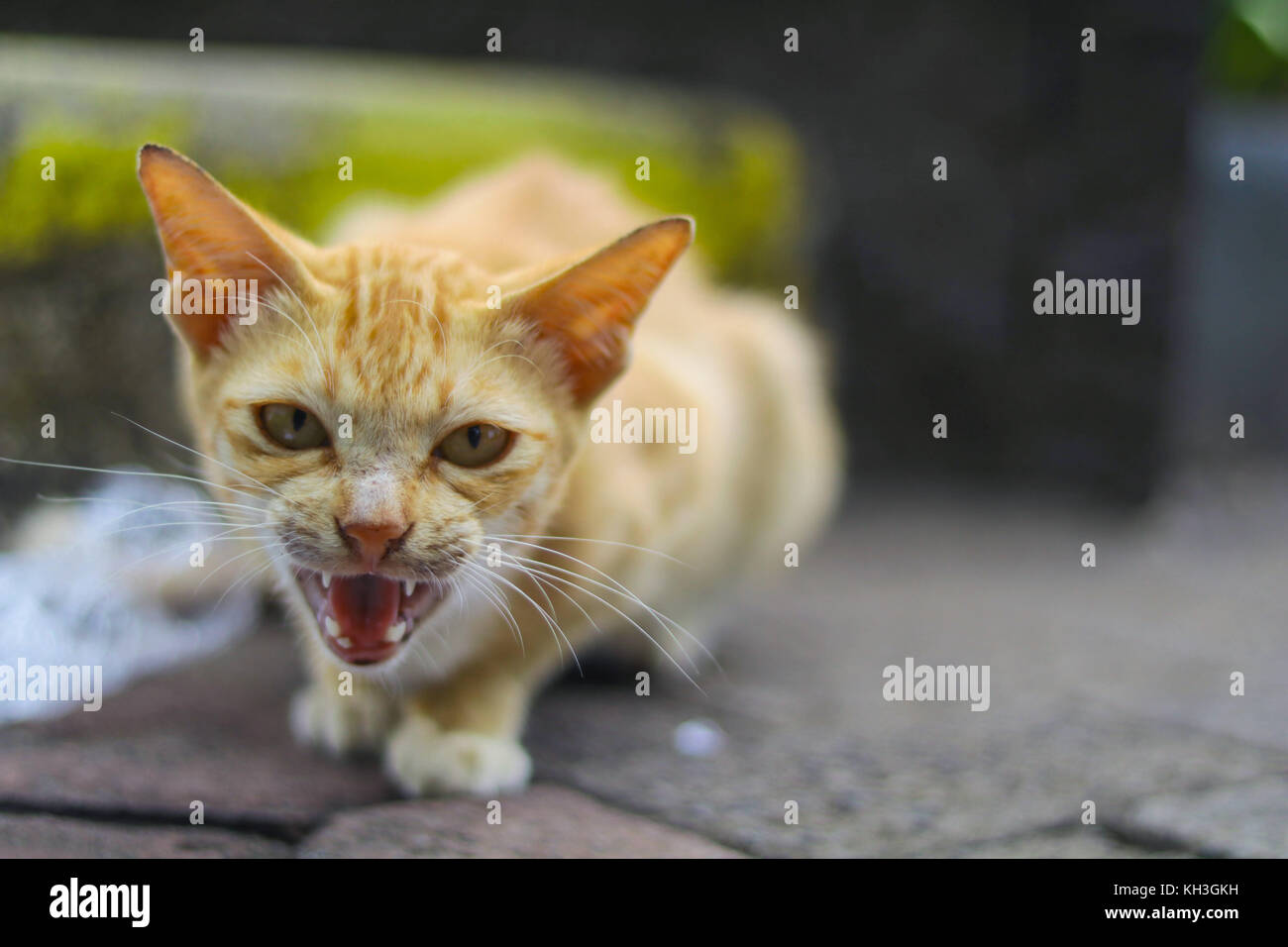 Alley cat hires stock photography and images Alamy
