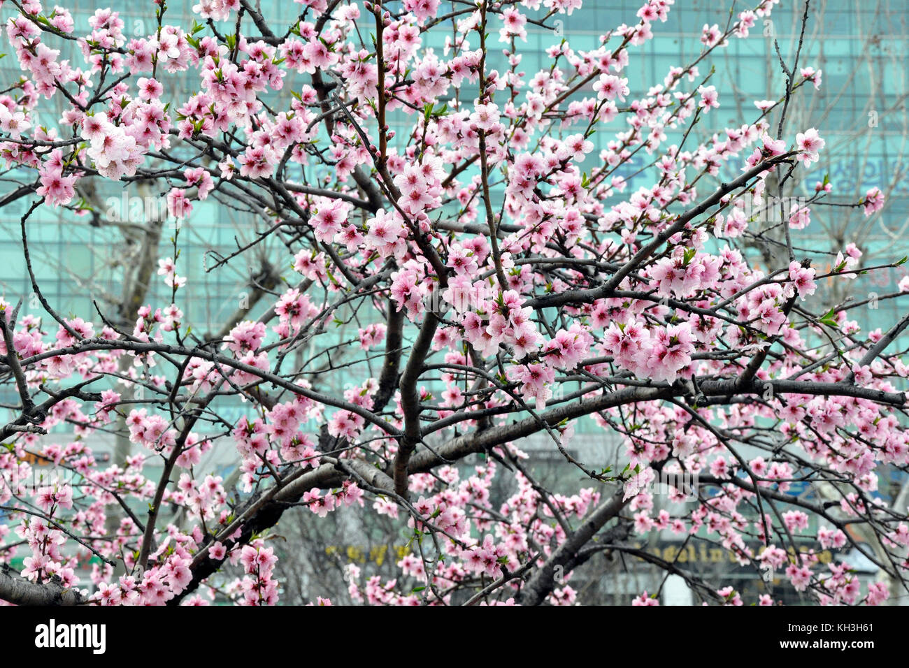 South Korea,Gyeongju,Tumuli park and Bulguksa temple,flowers Stock Photo