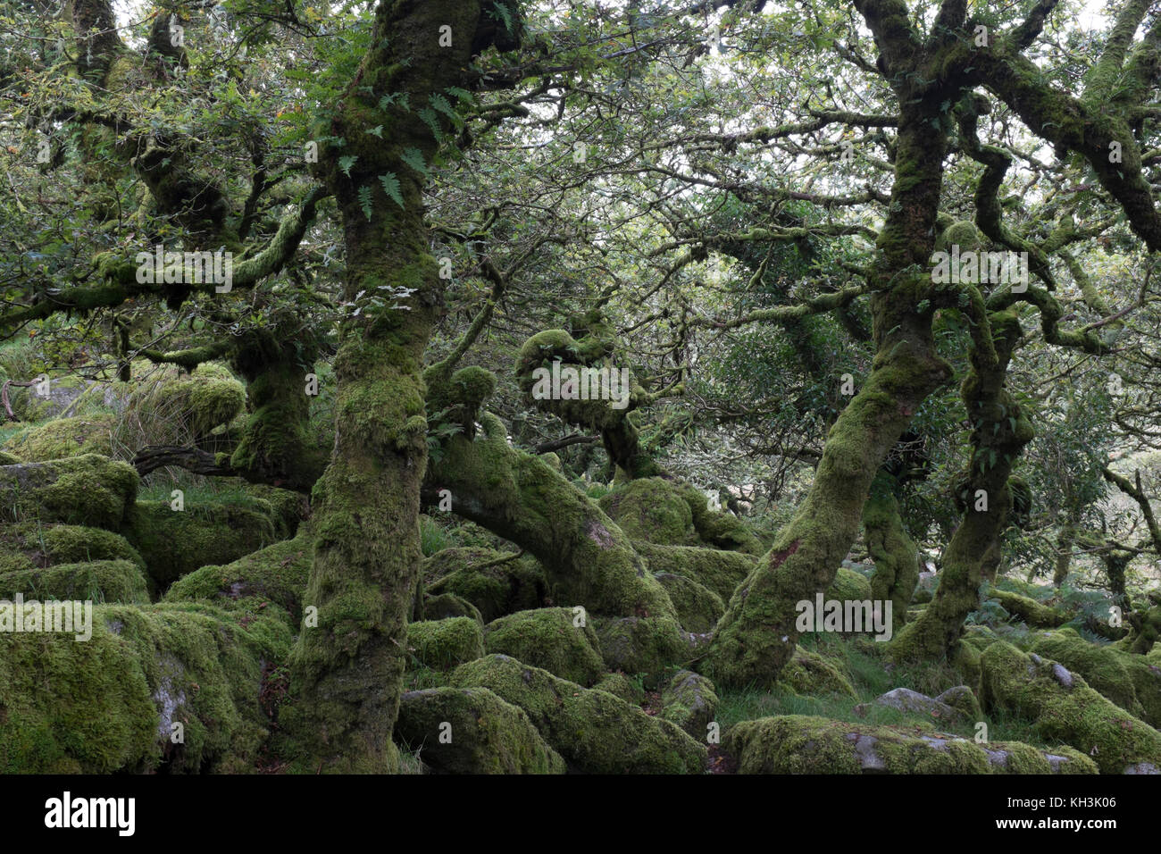 Mossy forest of Wistman's wood Stock Photo