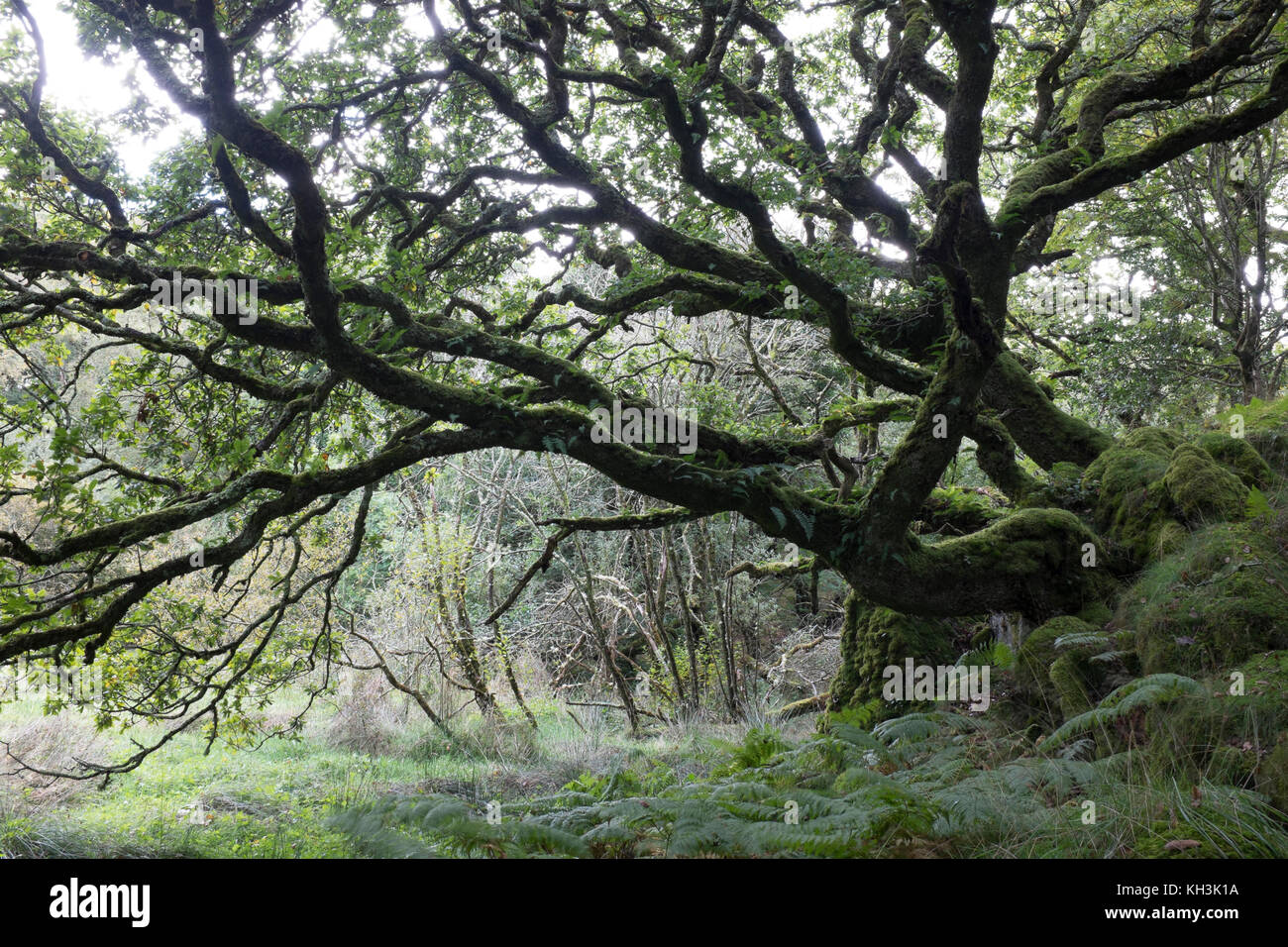 Ancient oak in Wales at the Ty Canol woods Stock Photo - Alamy