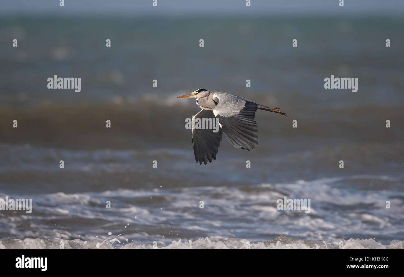 Side view of wild UK grey heron bird (Ardea cinerea) isolated in fight, flying low over sea, wings in downward stroke, heading left over ocean water. Stock Photo