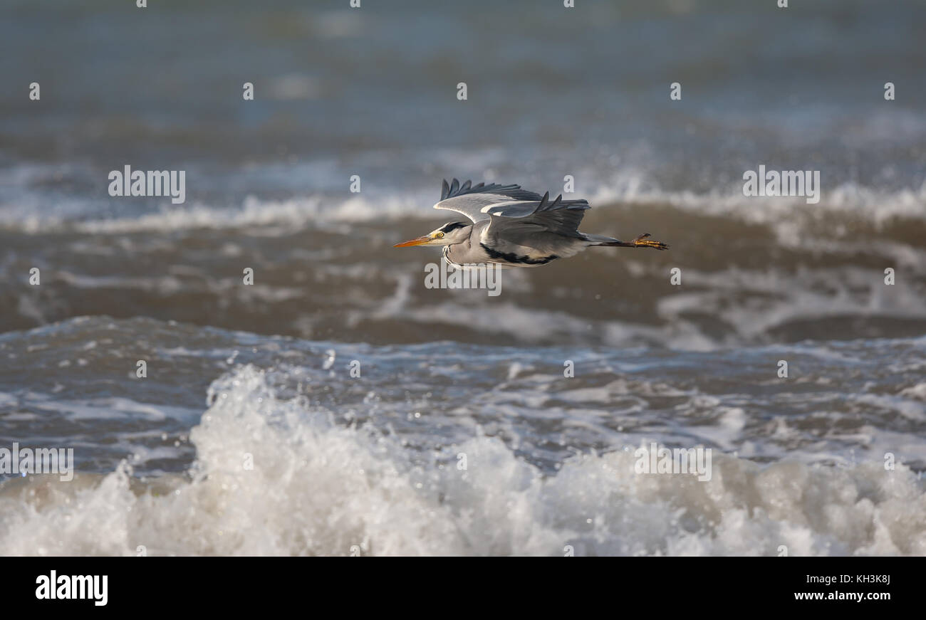 Side view of wild, coastal UK grey heron bird (Ardea cinerea) isolated in flight, wings spread, neck retracted, flying low across a choppy sea. Stock Photo