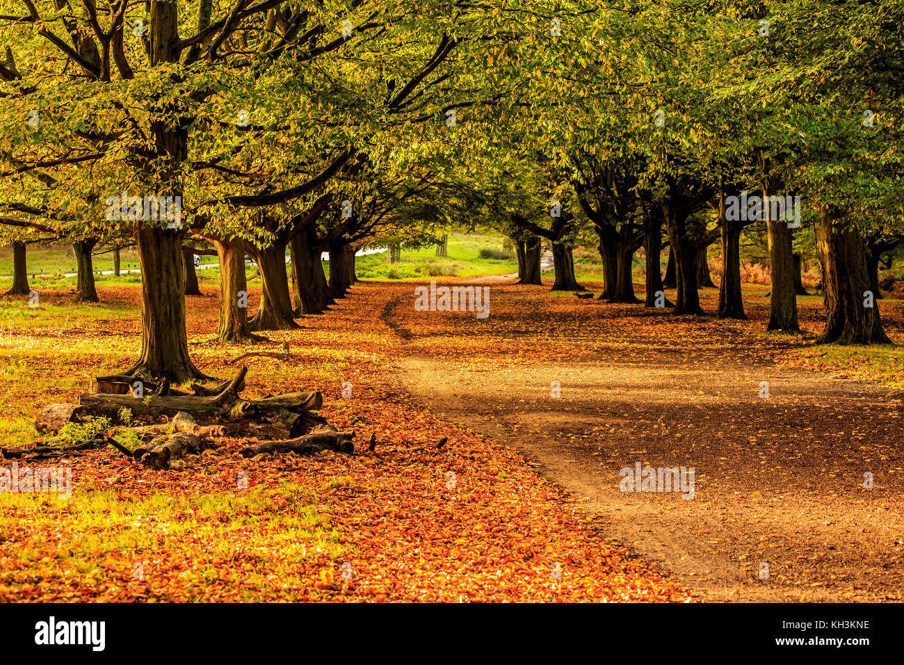 A Park in Autumn Stock Photo - Alamy