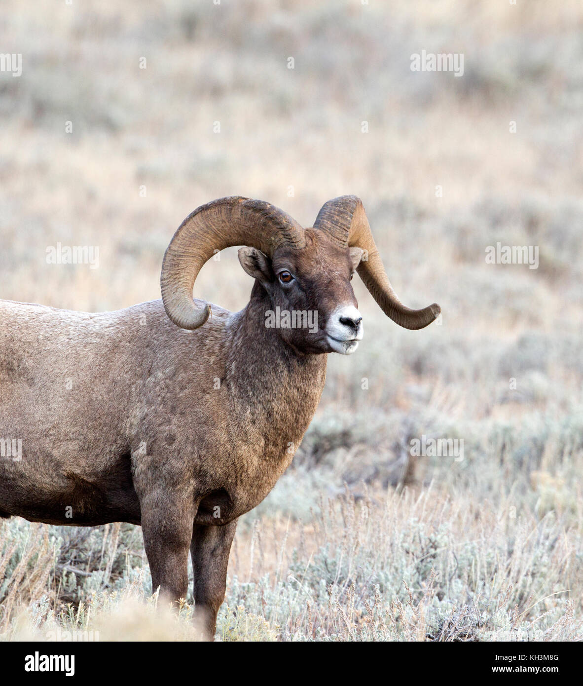 Big Horn Sheep Ram Stock Photo - Alamy