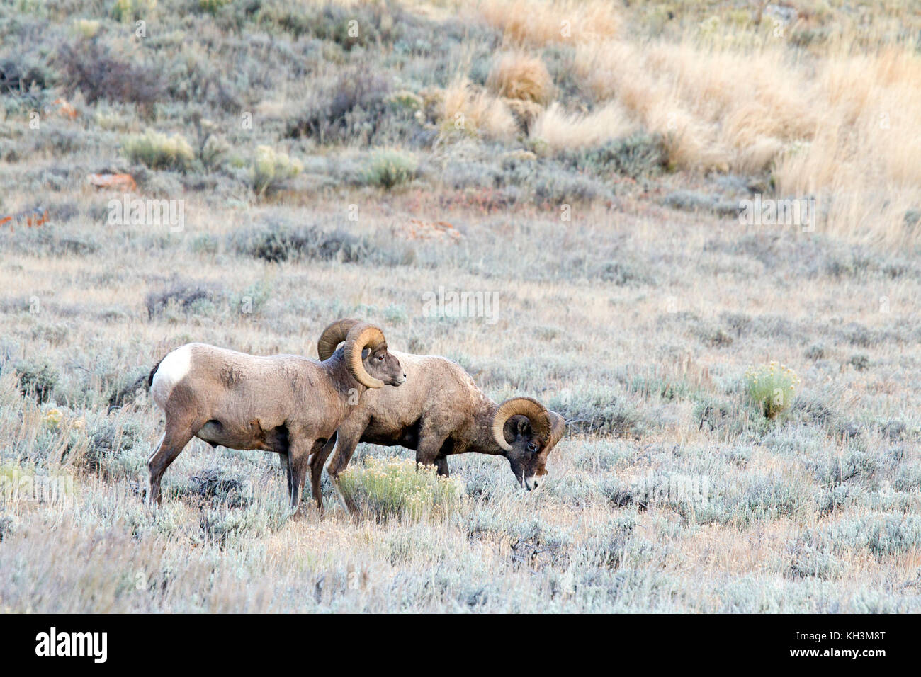 Big Horn Sheep Rams Stock Photo