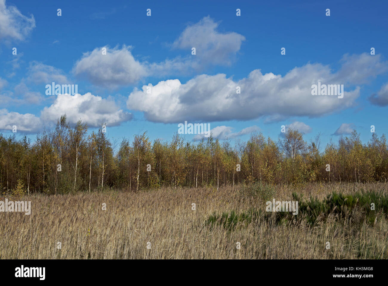 Fairburn Ings, an RSPB nature reserve, West Yorkshire, England UK Stock Photo