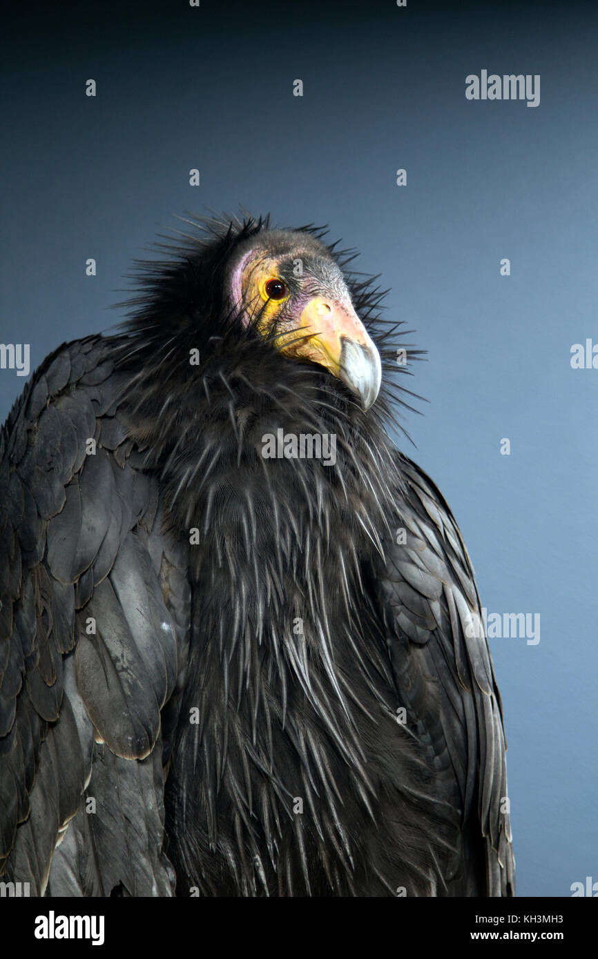 California Condor Portrait Stock Photo