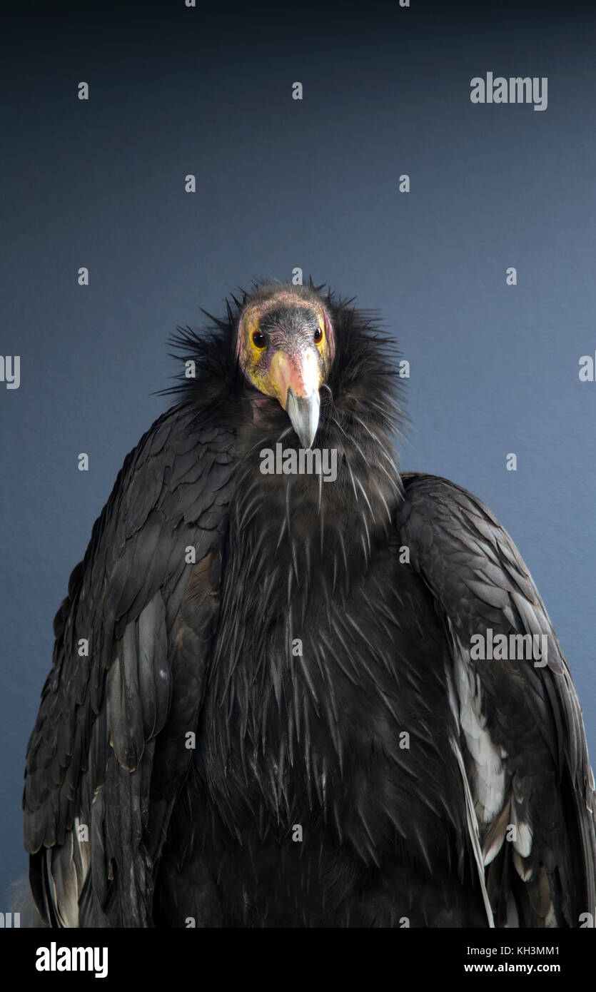 California Condor Portrait Stock Photo
