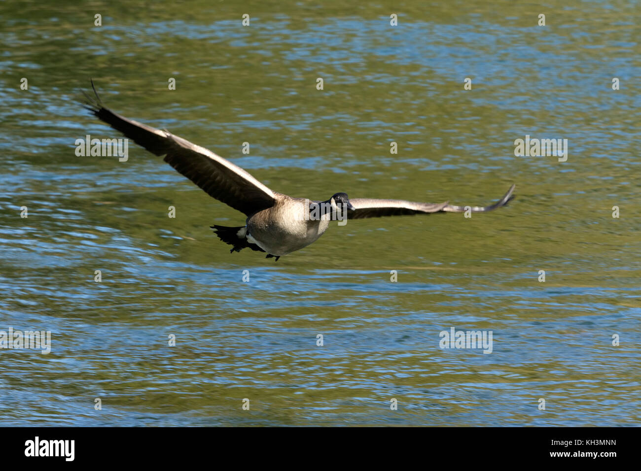 Canada goose flying low over water hires stock photography and images
