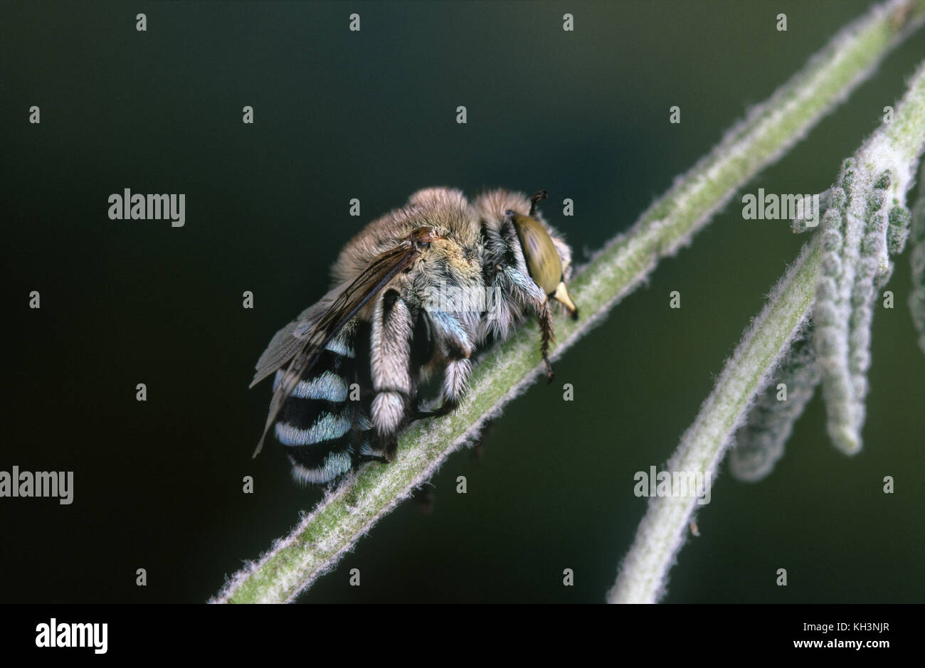 Australian blue banded bee sleeping Stock Photo