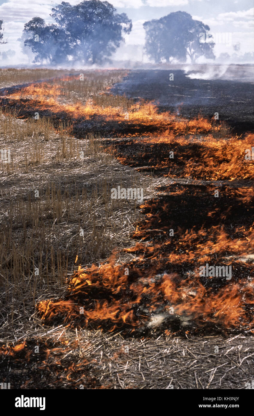 Cereal crop stubble burning Stock Photo