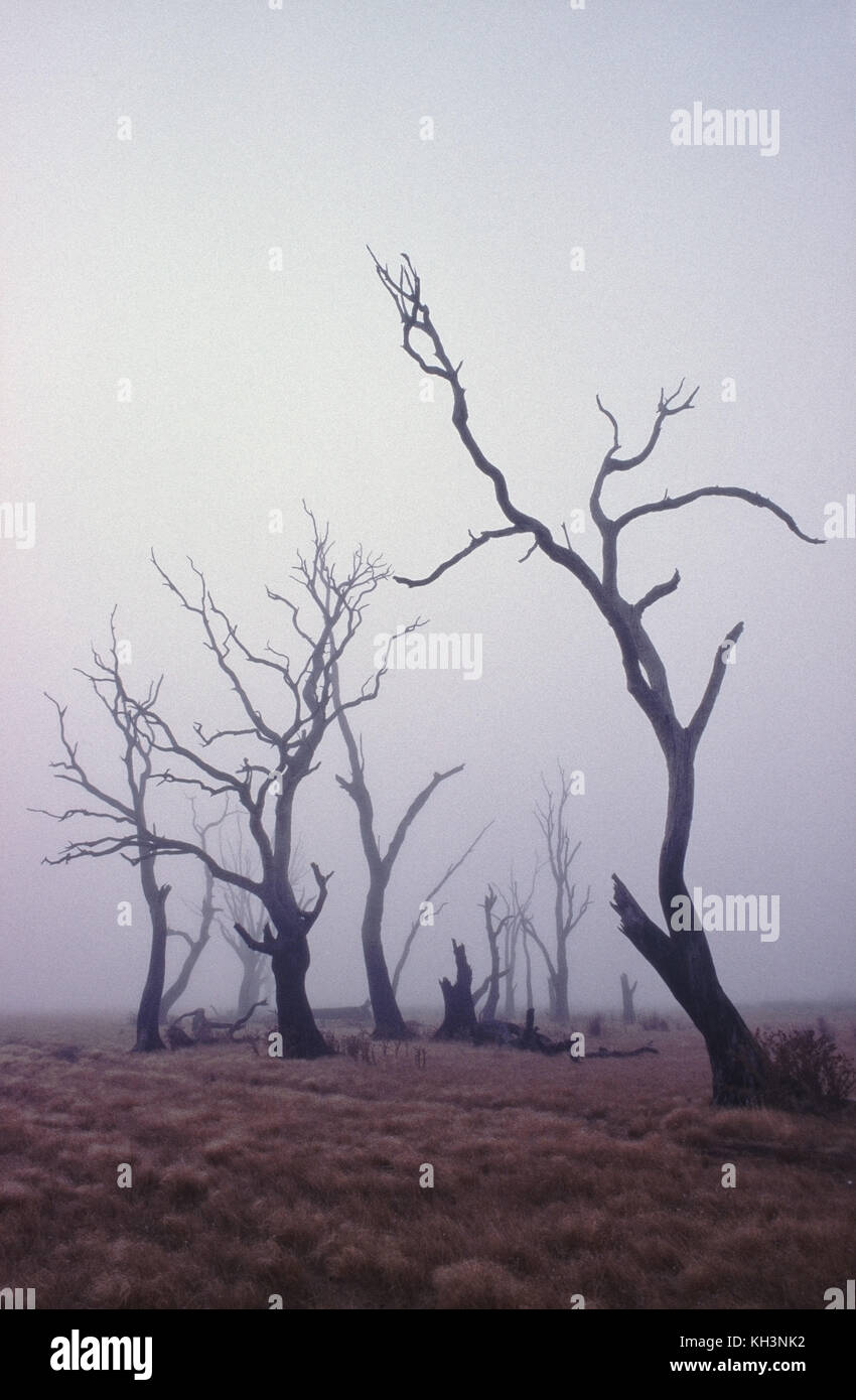 Dead trees on dry lake bed Stock Photo