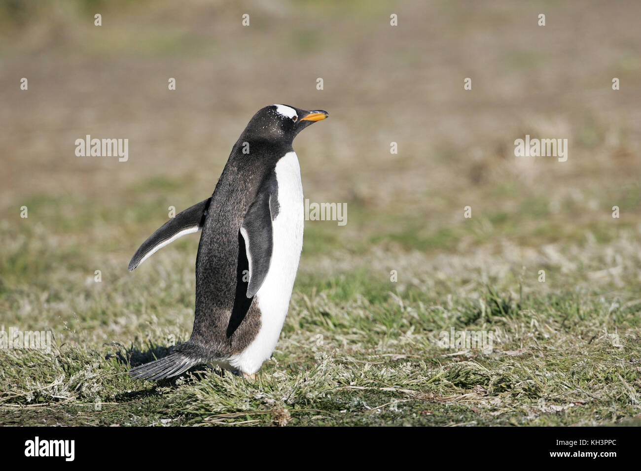 Gentoo penguin Pygoscelis papua adult Falkland Islands Stock Photo