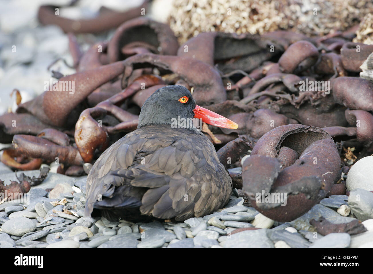 Oystercatcher on nest eggs hires stock photography and images Alamy