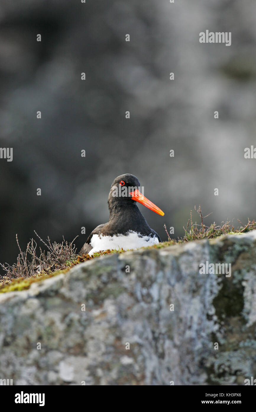 Eurasian oystercatcher Haematopus ostralegus nesting on a large rock