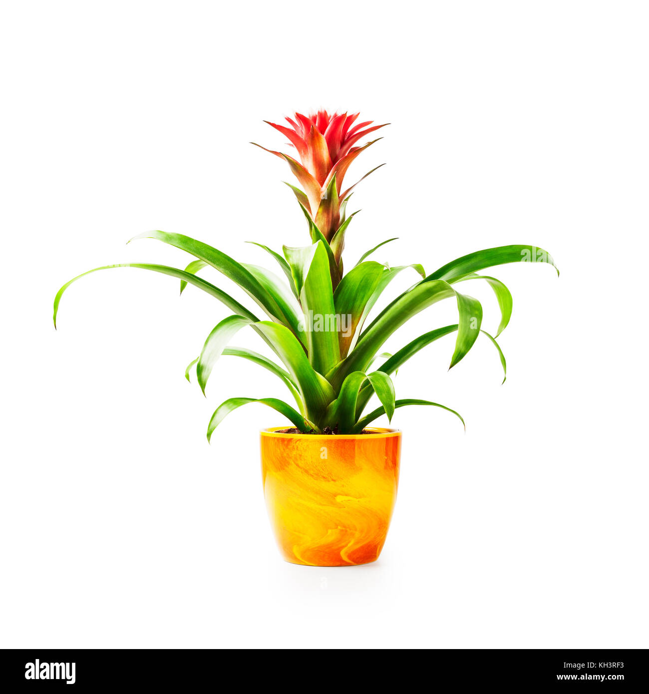 Red guzmania houseplant in flower pot isolated on white background clipping path included Stock Photo