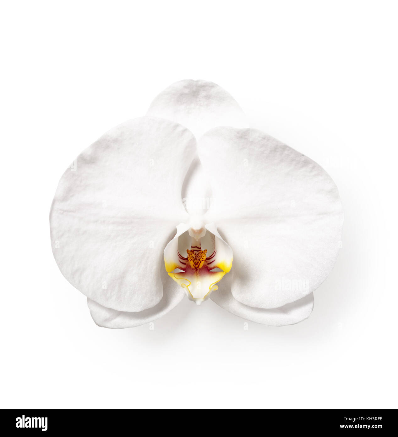 White Orchid Flower Flower Head Single Object Isolated On White Background Clipping Path Included Stock Photo Alamy