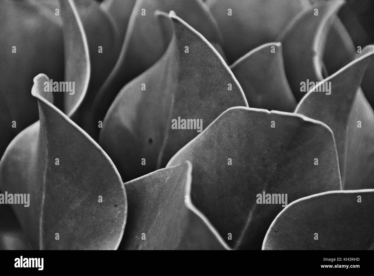 Alamy flower Black and White Stock Photos & Images - Alamy