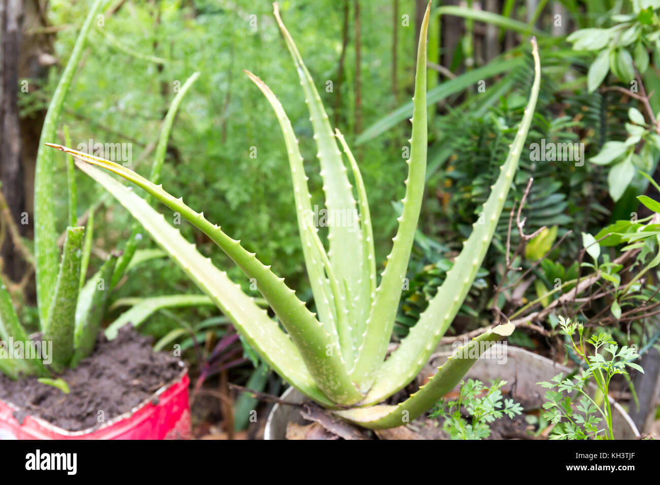 Aloe Vera Freshly Planted in a Pot of Fertile Soil in Asia Spring. Stock Photo