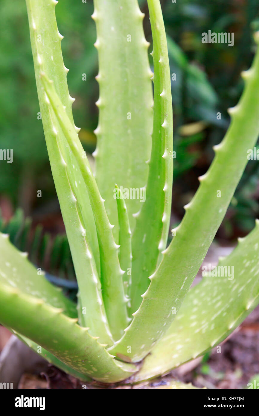 Aloe Vera Growing from the Soil in Asia Tropical Area During Springtime. Stock Photo