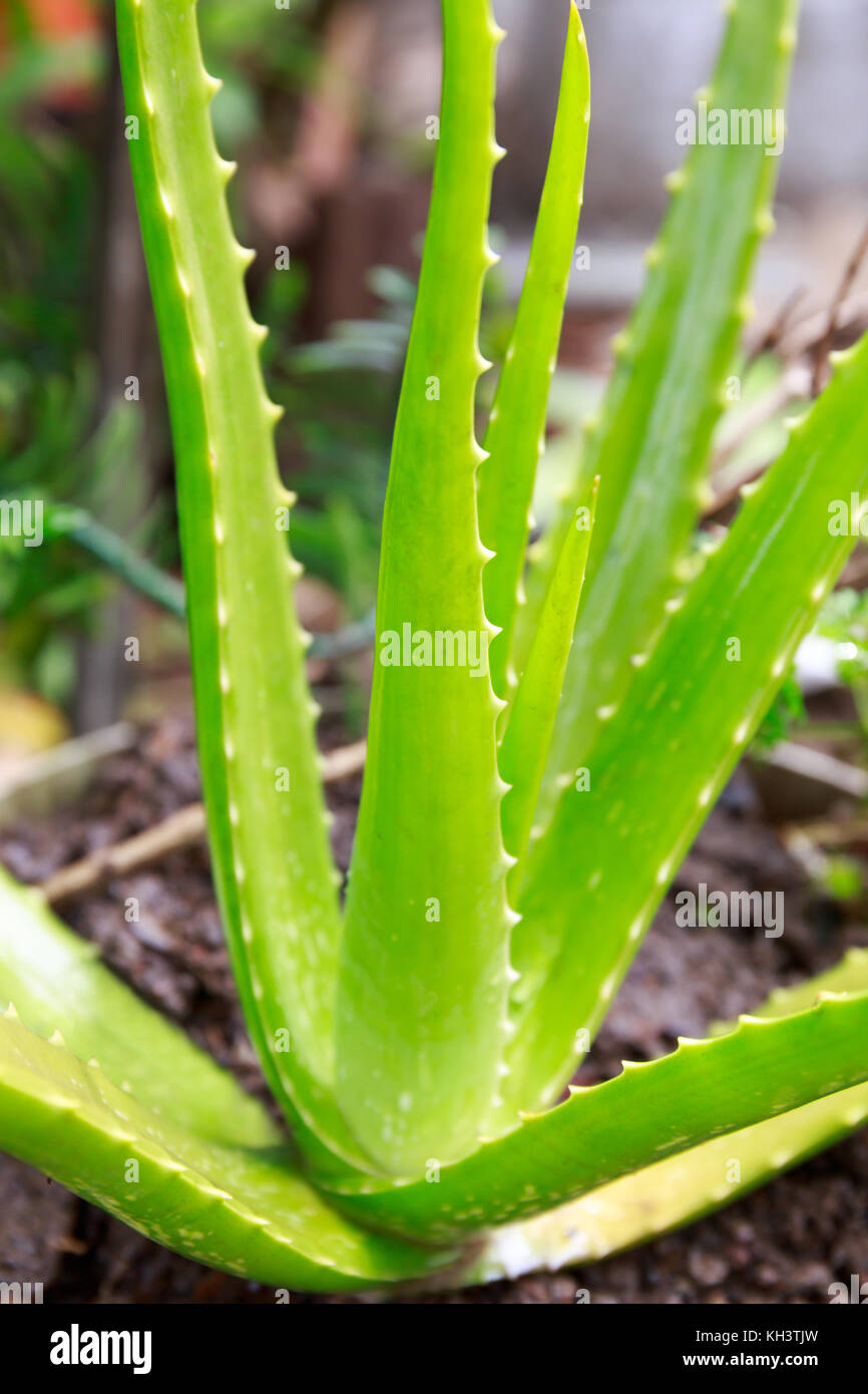 Aloe Vera in the Springtime Is Growing from the Soil of a Tropical Area in Asia. Stock Photo