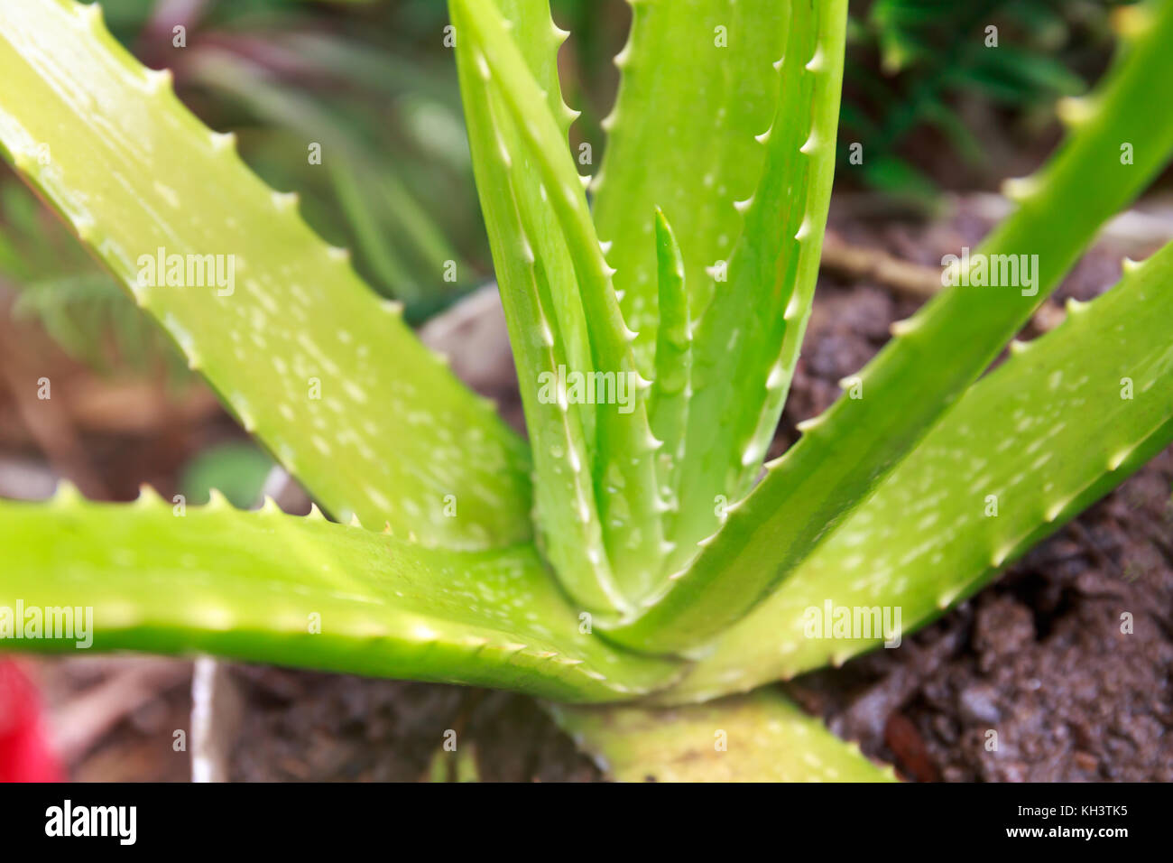 Aloe Vera Is Growing from a Pot of Fertile Soil in Asia Tropical Area During Springtime. Stock Photo