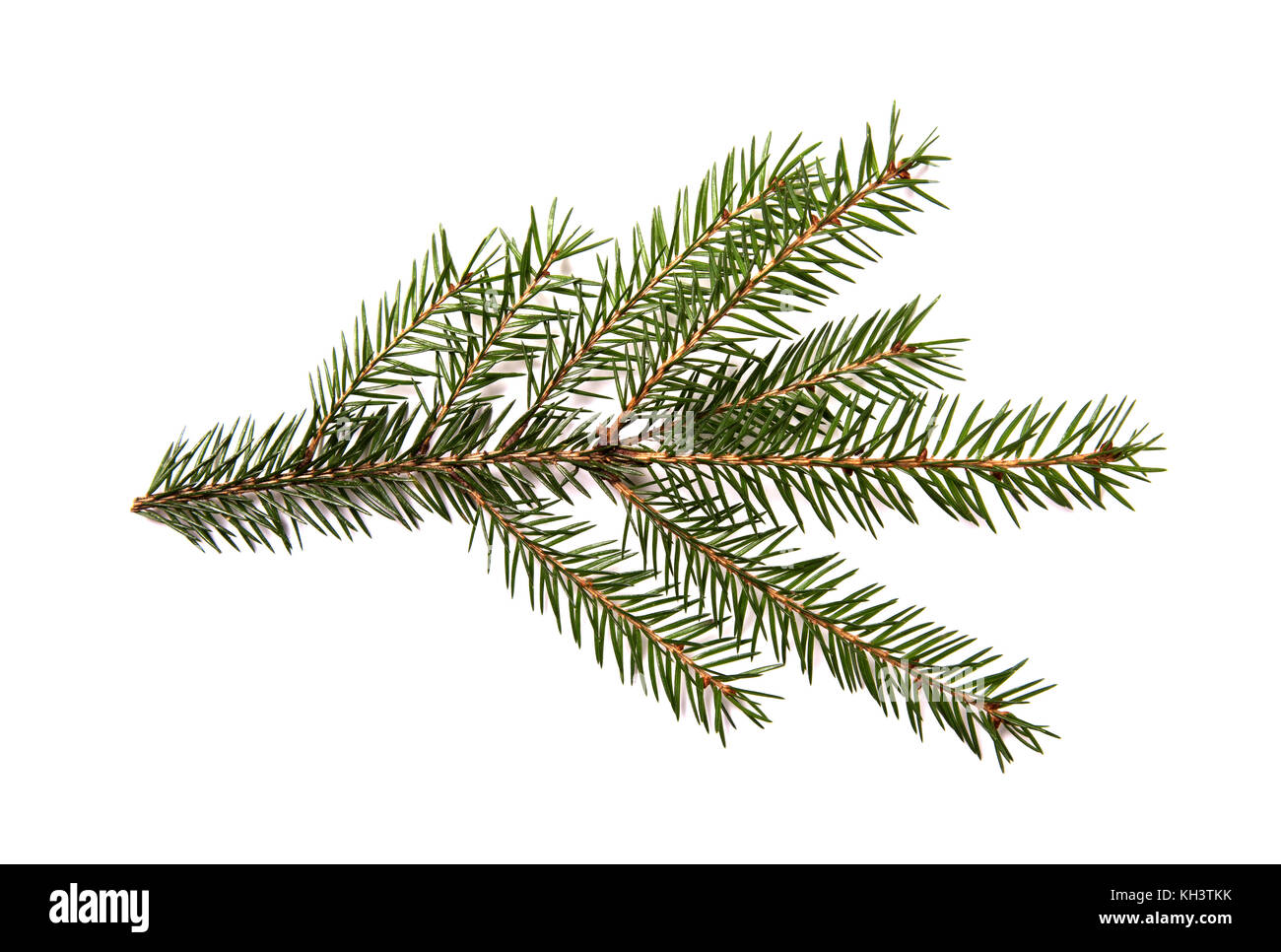 Closeup of fir branch isolated on a white background Stock Photo - Alamy