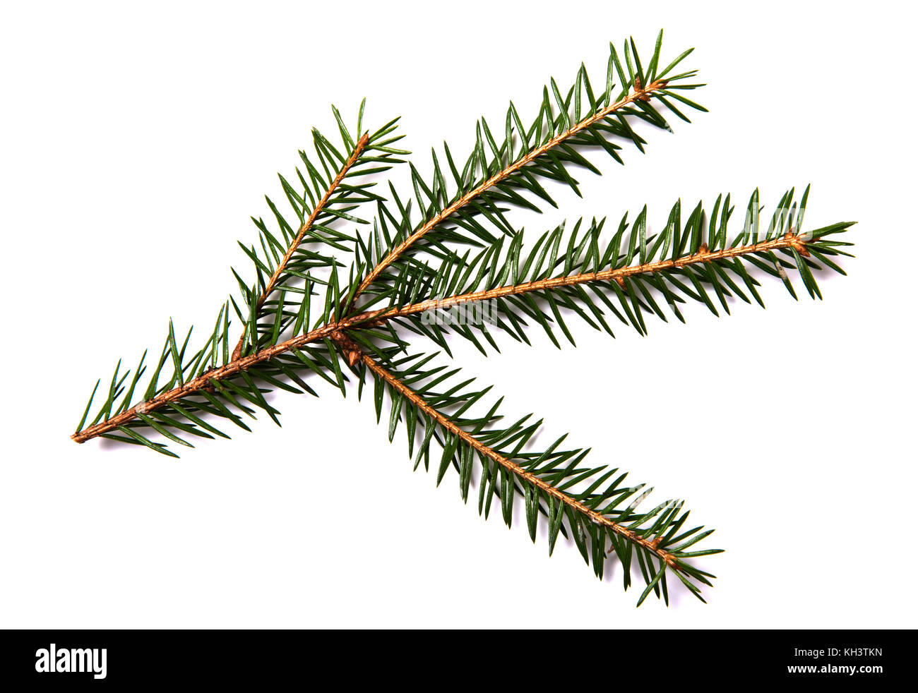 Closeup of fir branch isolated on a white background Stock Photo - Alamy