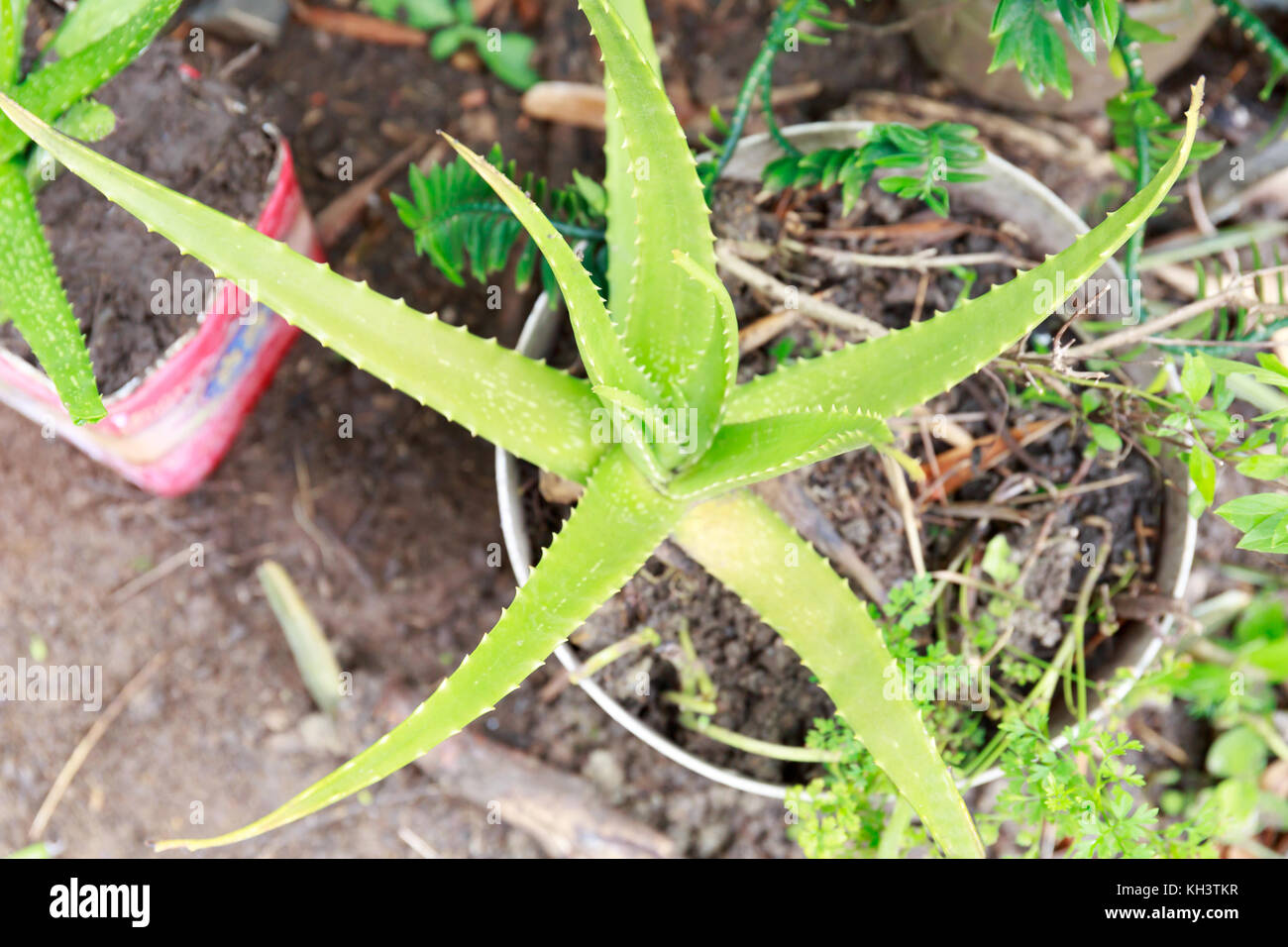 Aloe Vera Planted in a Pot of Fertile Soil in Asia Spring. Stock Photo