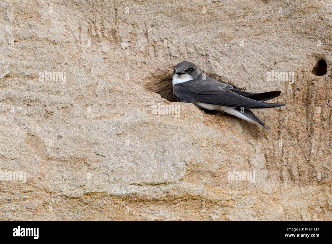 Sand Martin / Bank Swallow / Uferschwalbe ( Riparia riparia) sitting in the entrance of its nest hole in a steep river bank, wildlife, Europe. Stock Photo