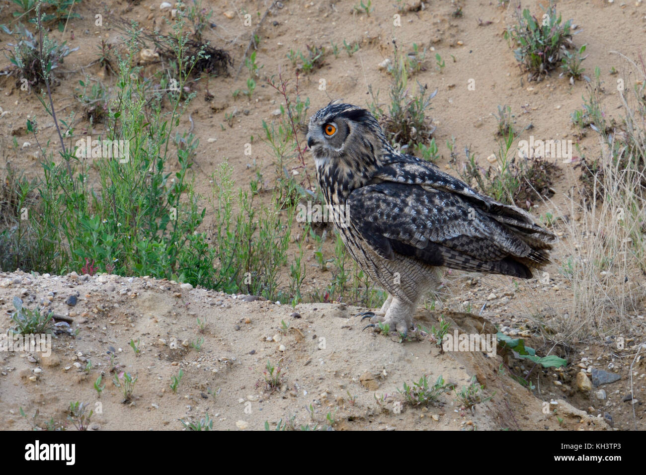 Eurasian Eagle Owl / Uhu ( Bubo bubo ) perched on top of a little hill in a sand pit, getting active for its nocturnal life, ready fot taking off, wil Stock Photo