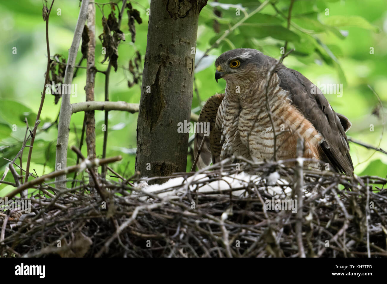Sparrowhawk / Sperber ( Accipiter nisus ), adult female sitting, perched on the edge of its nest, caring for its chicks, watching attentively, wildlif Stock Photo
