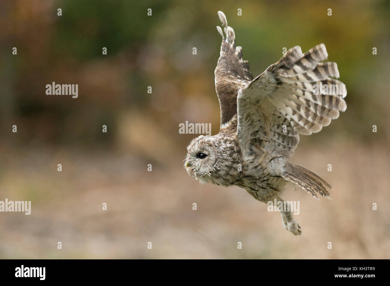 Tawny Owl / Waldkauz ( Strix aluco ) in noiseless flight, flying, hunting, side view, autumn, Europe. Stock Photo