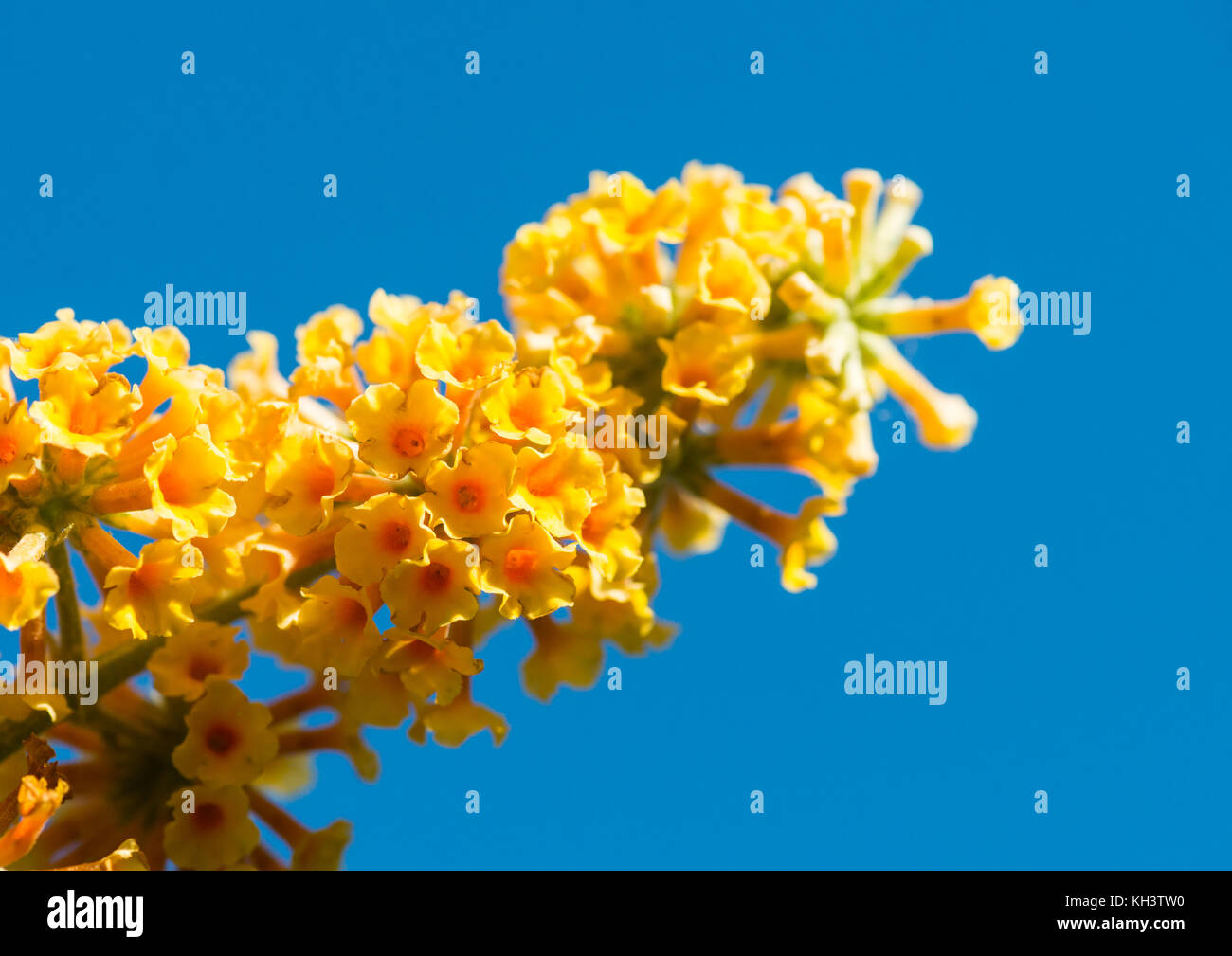 A macro shot of a yellow butterfly bush bloom against a blue sky. Stock Photo