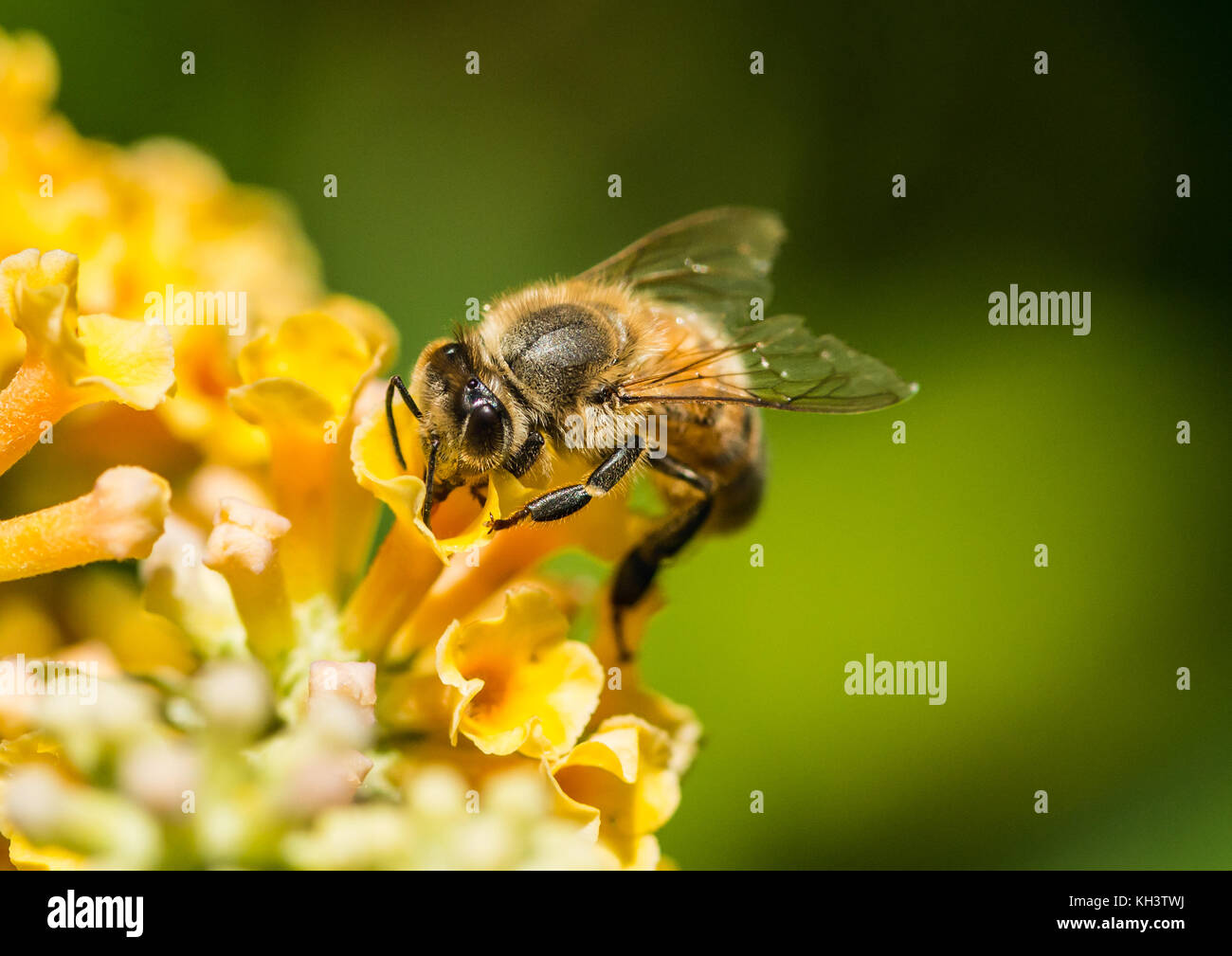 A macro shot of a honey bee collecting pollen from a yellow butterfly bush. Stock Photo