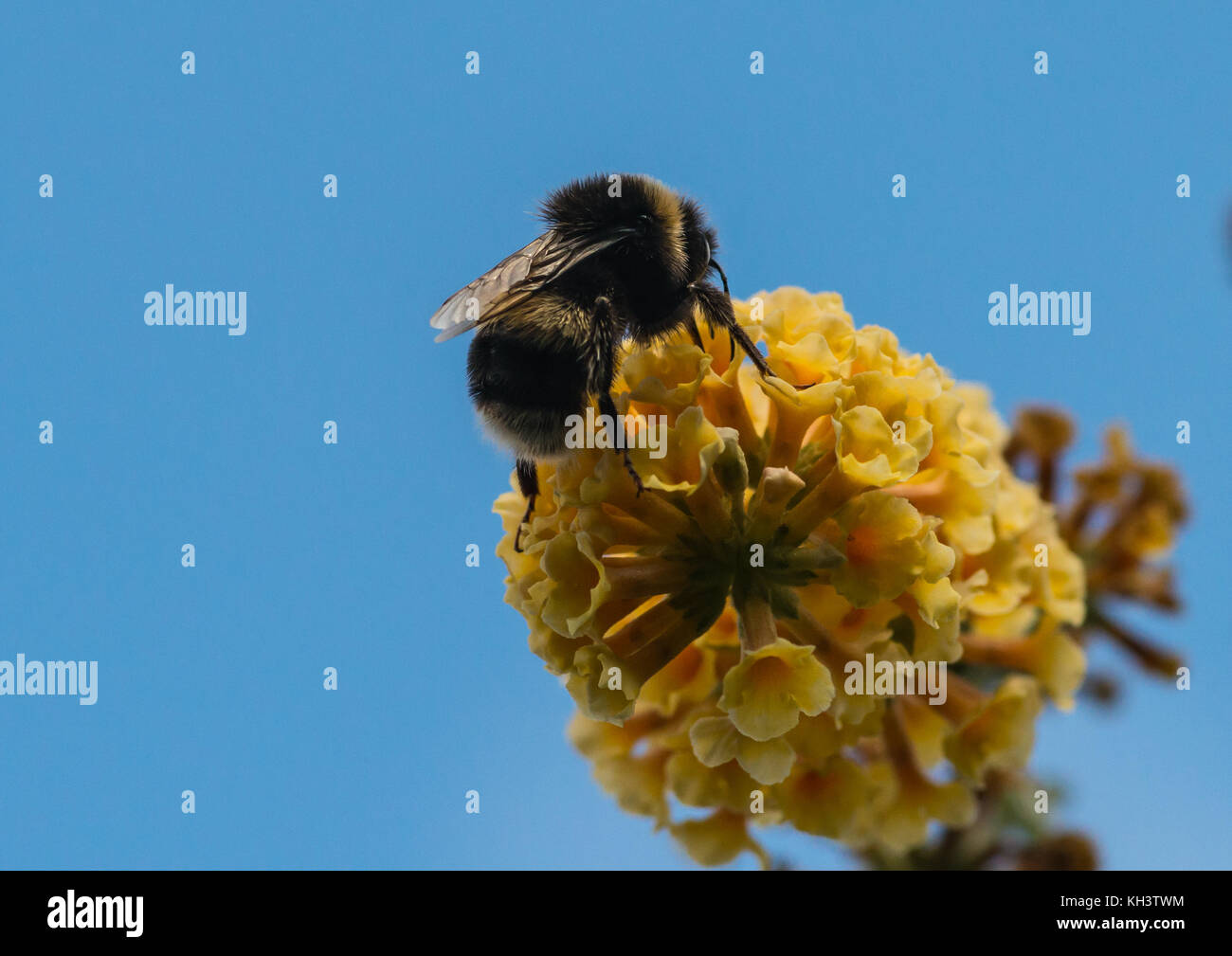A macro shot of a bumblebee collecting pollen from a butterfly bush ...