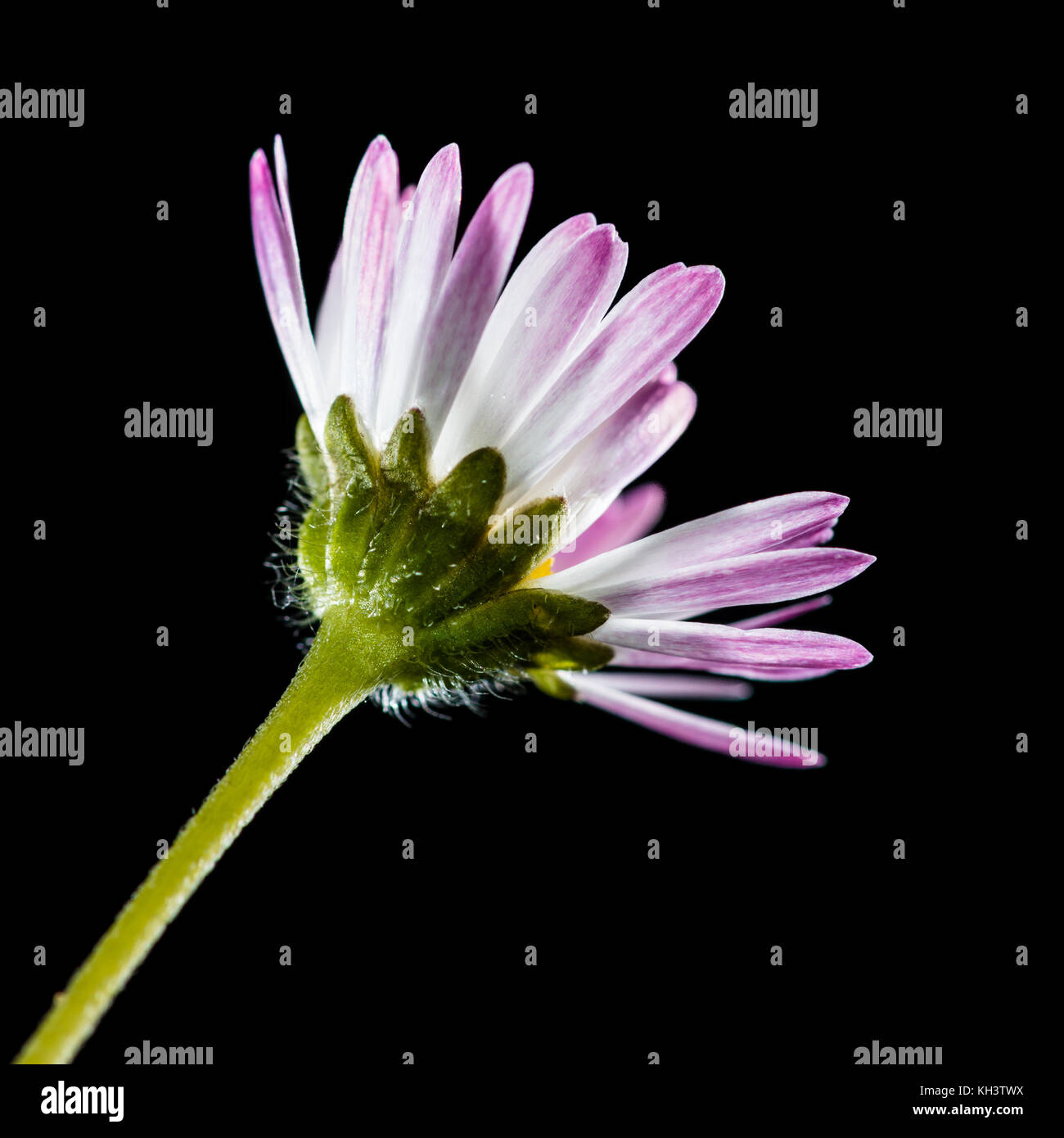 A macro shot of a small daisy shot against a black background. Stock Photo