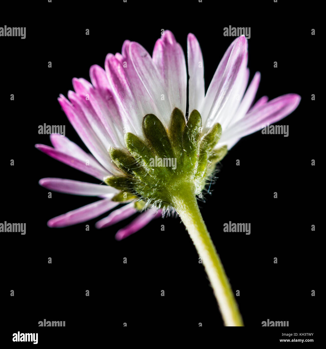 A macro shot of a small daisy shot against a black background. Stock Photo